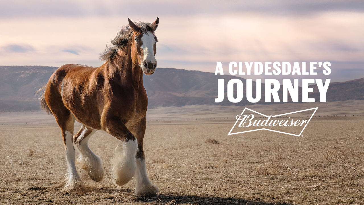 Will There Be A Budweiser Christmas Commercial 2022 Watch Bud's Epic Super Bowl Ad Now: 'A Clydesdale's Journey' | The Drum